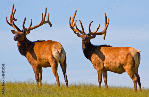 Obraz w ramie elk