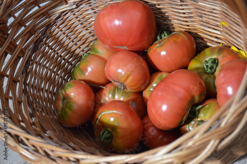Mięsiste, ekologiczne pomidory Malinowy Krakowski, świeżo zerwane z krzaka