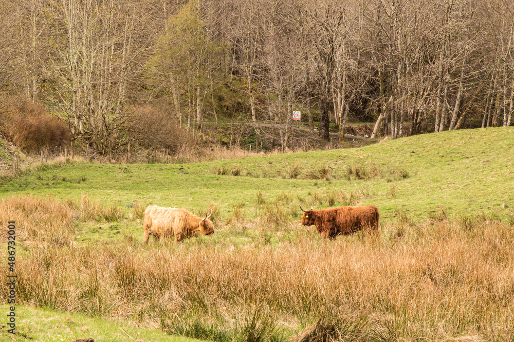 cows in the field cows in the field
