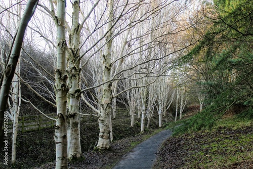 whitebark trees in the forest