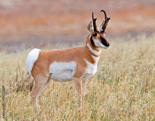 Obraz w ramie pronghorn antelope