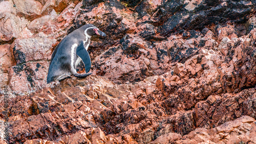 Humboldt penguin living in the tropics