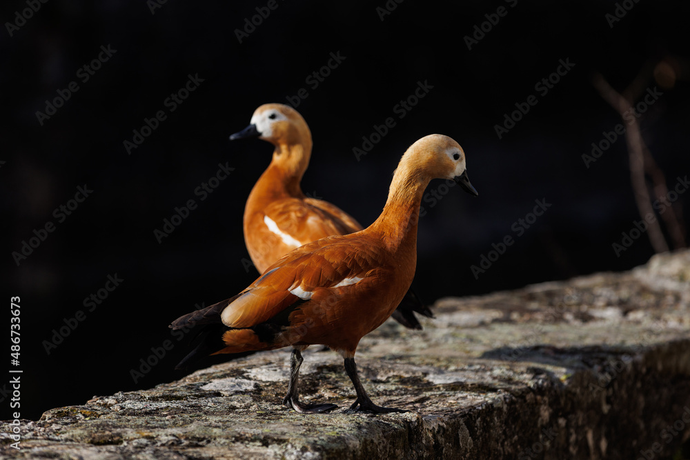 Two colorful ducks in nature Two colorful ducks in nature
