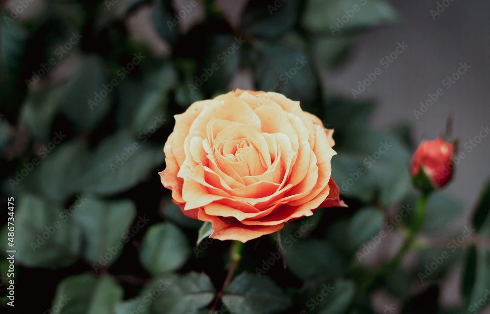 Single orange rose with bud in summer garden Single orange rose with bud in summer garden