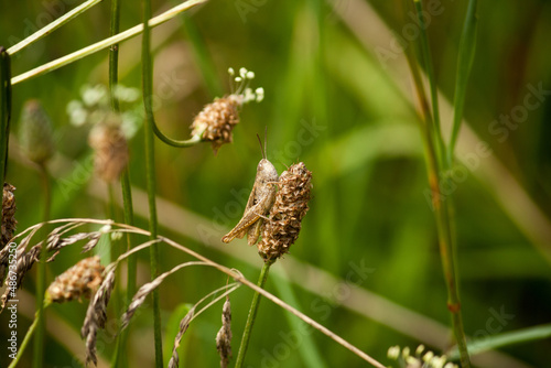 Grasshopper sitting on a dead flower