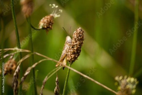 Grasshopper sitting on a dead flower