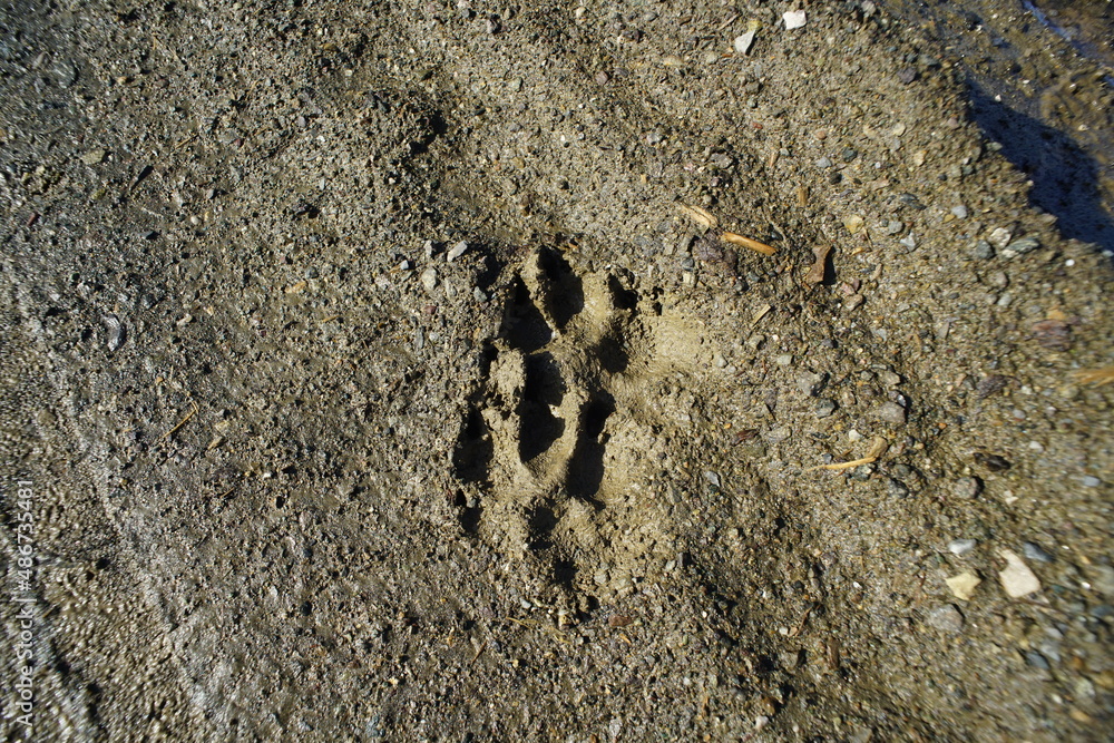 Wolf Spur, Abdrücke im Schlamm von ineinandergreifenden Fußabdrücken eines Hundes oder eines Wolfes, Wolf Spur, Abdrücke im Schlamm von ineinandergreifenden Fußabdrücken eines Hundes oder eines Wolfes,