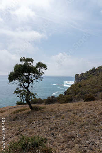 tree on the costa brava in the town of roses next to the sea