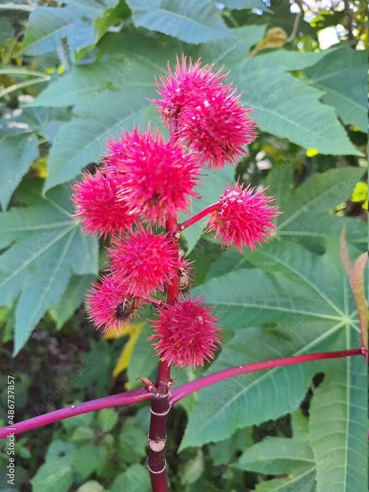 Closeup of a Ricinus communis L., or castor bean, castor bean, red
