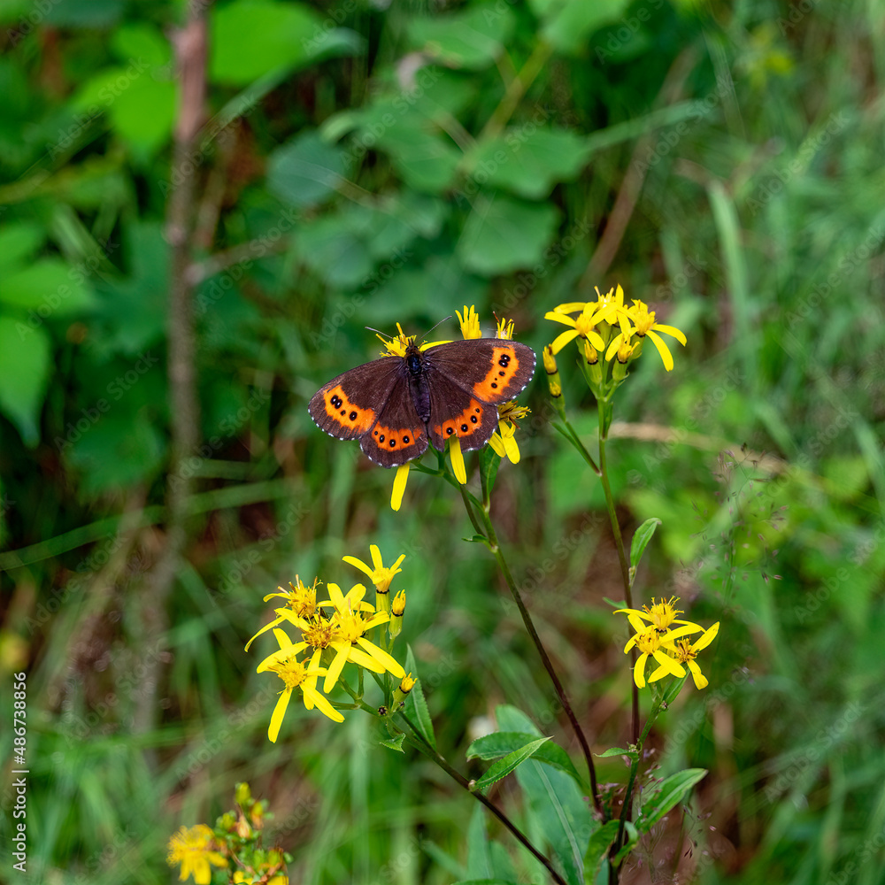 Obraz premium Arran brown butterfly with spread wings on a plant with yellow blossoms