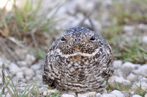 A close up of an Antillean nighthawk sitting on the ground  photo