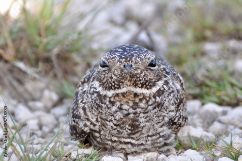 A close up of an Antillean nighthawk sitting on the ground 