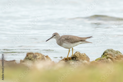 A rare bird for Florida, A gray-tailed Tattler is normally found on the pacific coast of Russia and Asia. 