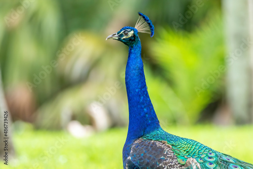 A beautiful peacock on the grounds of Crandon Park in Key Biscayne Florida.  photo