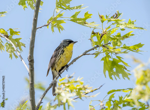 A kirtland's warbler sits in the top of a tree calling out for a mate on a crisp May morning in Michigan.  photo