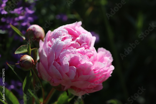 Wallpaper Mural Paeonia lactiflora : Pivoine de Chine Torontodigital.ca