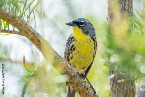 A kirtland's warbler perches in a jack pine, an endangered species that is losing habit due to overdevelopment and deforestation in north central Michigan. 