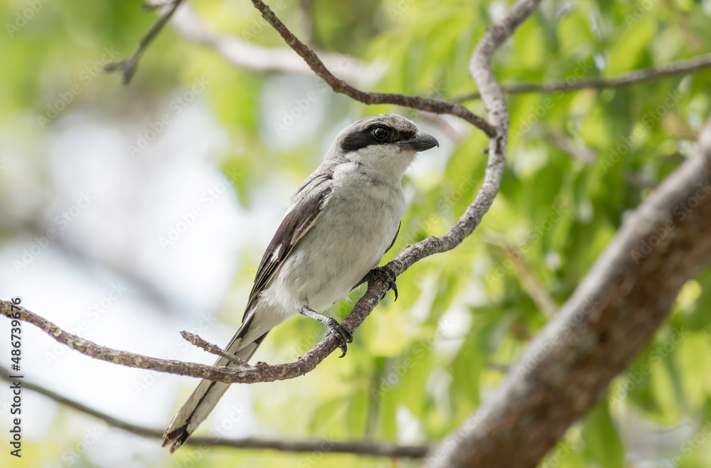 A Loggerhead shrike sitting in a tree watching for lizards and grasshoppers on the ground. A Loggerhead shrike sitting in a tree watching for lizards and grasshoppers on the ground.