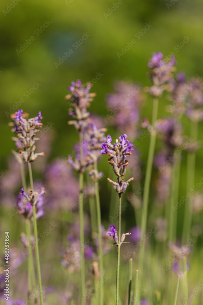 fresh lavender in the garden fresh lavender in the garden