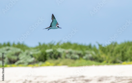 A sooty tern flying over a deserted island in the Dry Tortugas National Park 