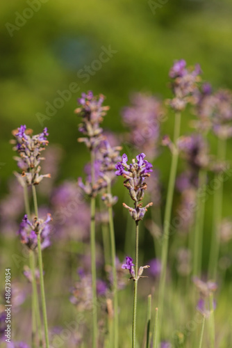 fresh lavender in the garden