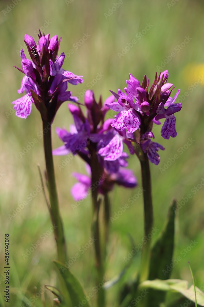 Dactylorhiza majalis ; Orchis de mai ; Dans les alpes Dactylorhiza majalis ; Orchis de mai ; Dans les alpes