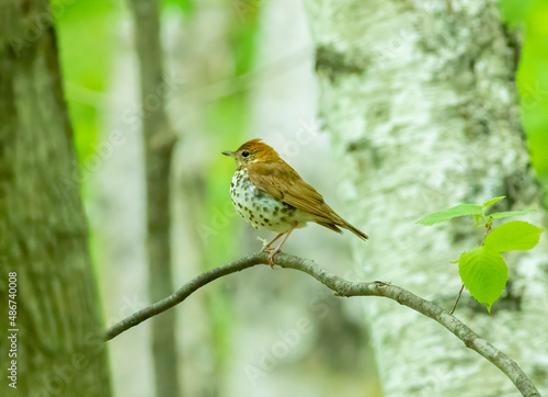 Принти на полотні A wood thrush sits on a limb in the Michigan forest during migration season in May