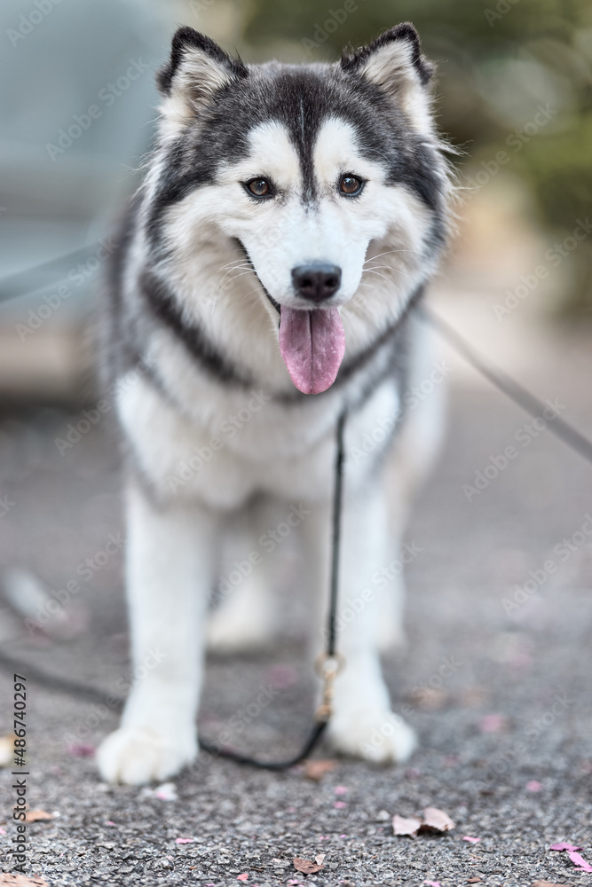 Cute Mommy Dog Cute Mommy Dog