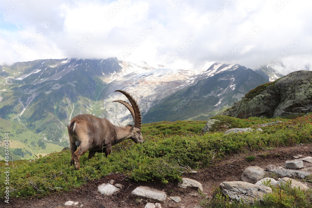 Le Bouquetin des Alpes devant le glacier d'argentière ; Capra ibex
