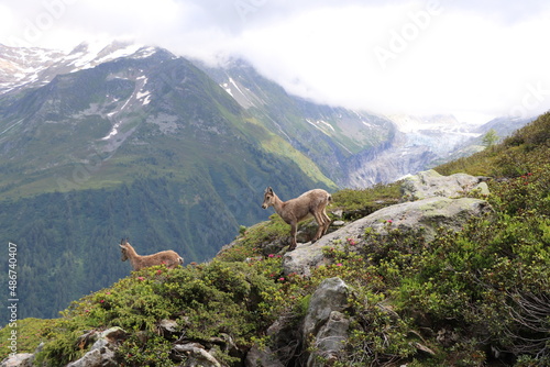 Bouquetins des Alpes devant le glacier d'argentière ; Capra ibex photo