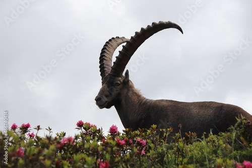 Le Bouquetin des Alpes ; Capra ibex 