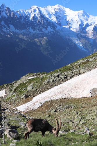 Bouquetin des Alpes devant le Mont Blanc ; Capra ibex