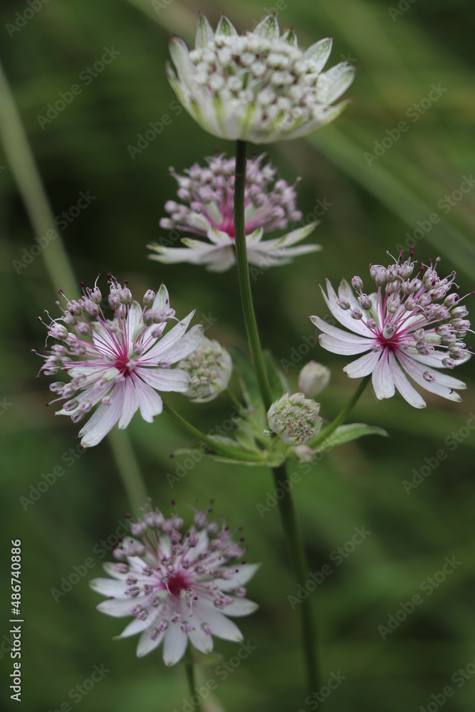 La Grande astrance ; Astrantia major ; Grande radiaire La Grande astrance ; Astrantia major ; Grande radiaire
