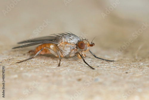 Closeup on a small fly , Tephrochlamys rufiventris, sitting on a piece of cardboard