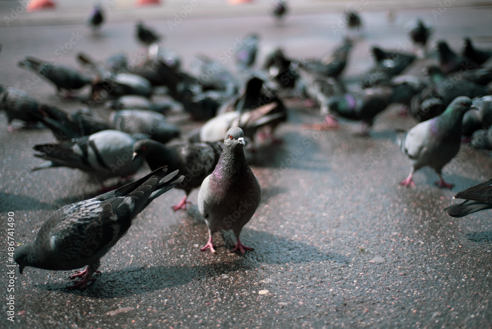 a flock of flying pigeons in a pack a flock of flying pigeons in a pack