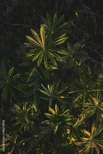 green leaves of the plant  palm  thin leaves 