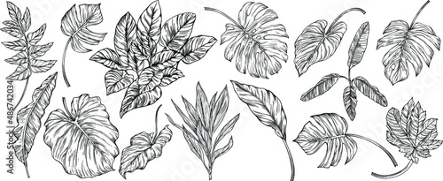 Leaves isolated on white. Tropical leaves. Hand drawn vector illustration.