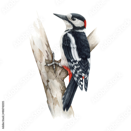 Woodpecker bird on a tree. Watercolor realistic illustration. Dendrocopos major wild forest bird on a tree branch. Woodpecker european avian on white background. Beautiful wildlife animal