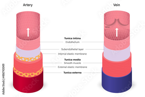 Blood vessels with artery and vein anatomy. Medical education. photo