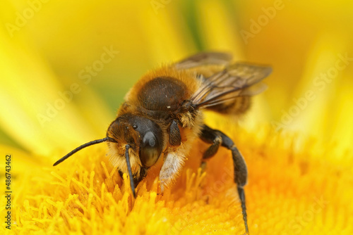 Closeup of a male Willughby's leafcutter bee, Megachile willughbiella, sipping nectar form a yellow Inula officinalis flower