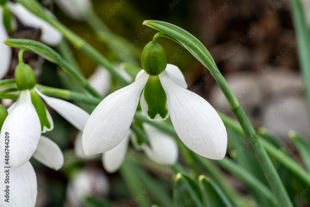 Galanthus x hybridus 'Merlin' (snowdrop) a spring winter bulbous flowering plant with a white green springtime flower in January, stock photo image Galanthus x hybridus 'Merlin' (snowdrop) a spring winter bulbous flowering plant with a white green springtime flower in January, stock photo image
