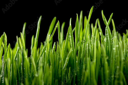 Green grass with water drops on black background
