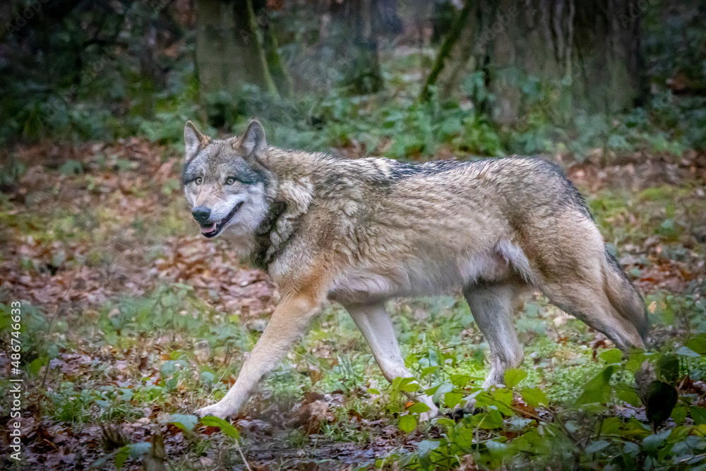 a large gray wolf walking through the forest a large gray wolf walking through the forest