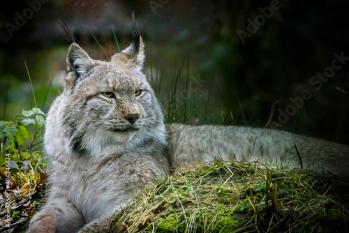 a lynx laying in the grass in a forest © Ralph Lear