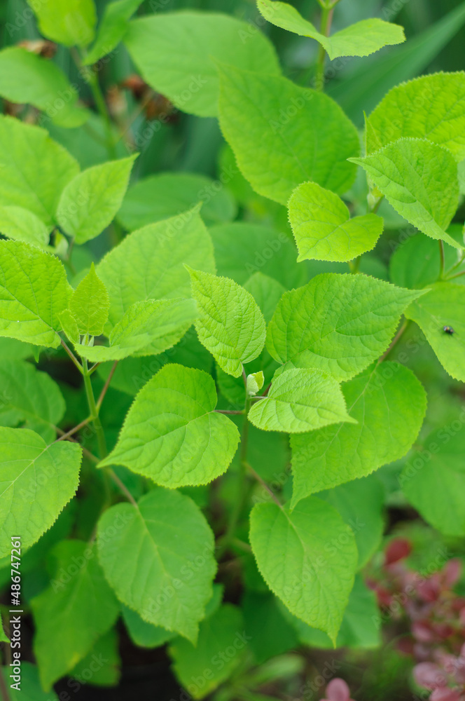 Young hydrangea sprouts in the garden, juicy rich green leaves. Background on a vegetable theme, soft focus Young hydrangea sprouts in the garden, juicy rich green leaves. Background on a vegetable theme, soft focus
