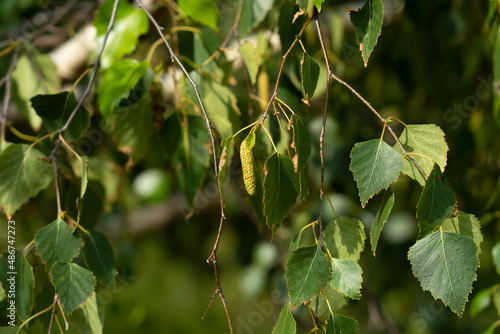 Branch of birch tree (Betula pendula, silver birch, warty birch, European white birch) with green leaves and catkins.