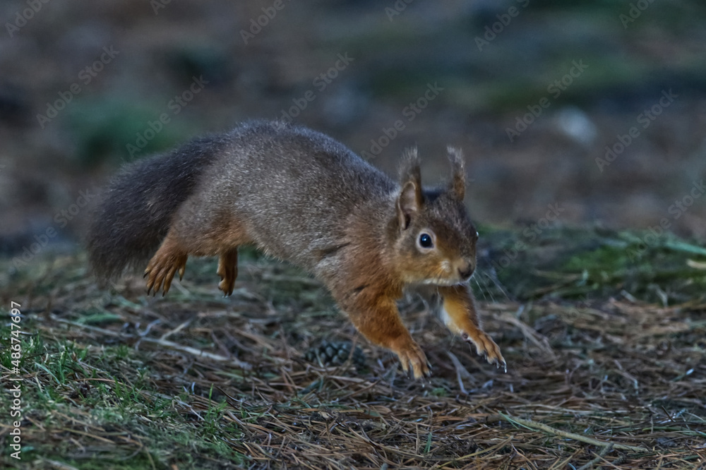 Leaping Red Squirrel Leaping Red Squirrel