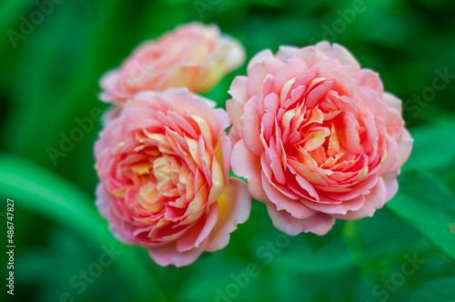 Schilderij op canvas Marie Curie rose bloom, branch of three lovely flowers, cherry pink buds