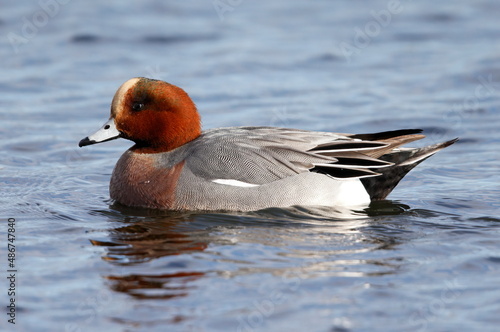 Drake wigeon on the water