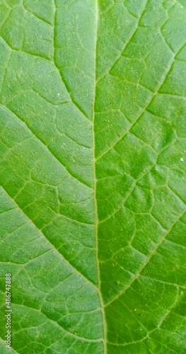 Leaf textured plant flower